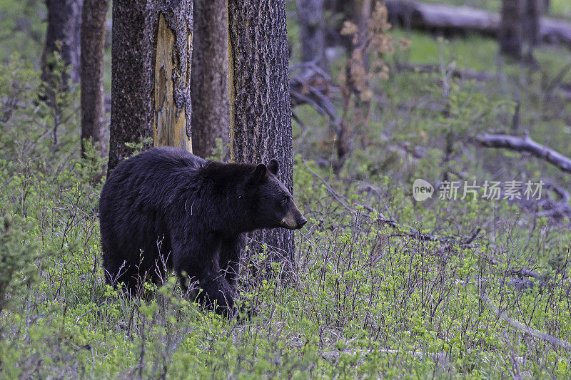 美国黑熊(Ursus americanus)是一种中等体型的熊，原产于北美，常见于黄石国家公园。男性的熊。